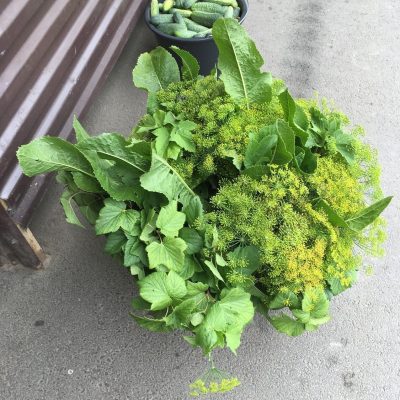 Farmers’ market in Pechory, Russian town bordering with Estonia. Cucumbers are sold along with ready-made sets of herbs widely used in this region in cucumber or mushroom fermentation. Photo by Olga Belichenko.