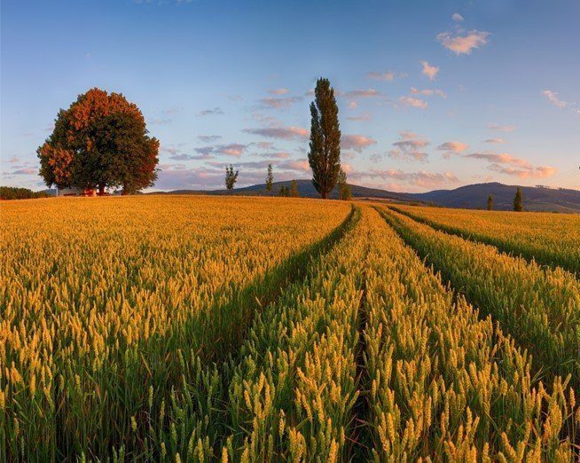 Food Industry Monitor