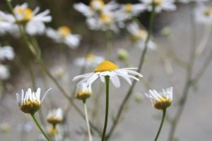 Traditional uses of wild food and medicinal plants among Brigasc, Kyé, and Provençal communities on the Western Italian Alps