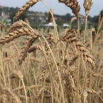 Giornata Nazionale della Biodiversità di Interesse Agricolo e Alimentare della Regione Piemonte