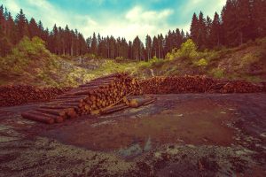 Animals in Agricultural Ecosystems: Opportunities for Wildlife