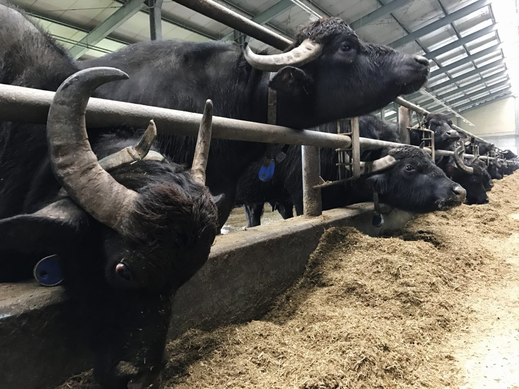 biogas_stefano_pesce_unisg-4