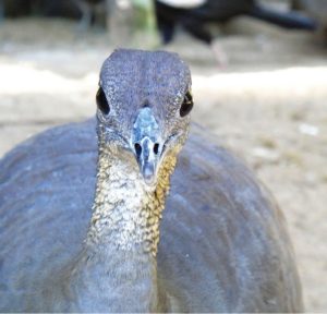 The loneliness of Macuco, or how to save and taste a rare and delicious bird