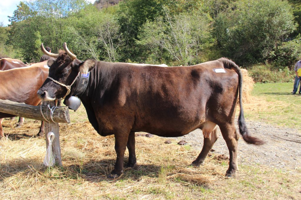 mucca_cabannina_unisg-1