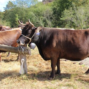 Come una mucca può fare la differenza: il progetto cabannina.