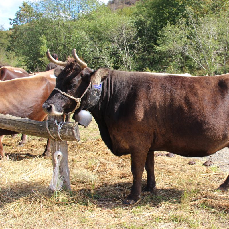 Come una mucca può fare la differenza: il progetto cabannina.