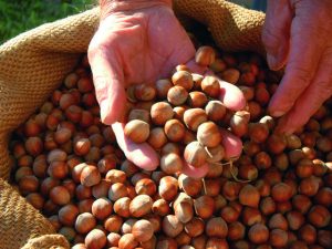 La nocciola in Piemonte: un futuro con radici profonde