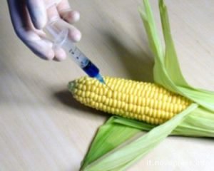 La battaglia americana sull’etichetta al cibo OGM