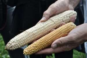 Alcuni aspetti agronomici delle piante OGM. Nessuno fa i miracoli!
