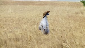 The revolution in a grain