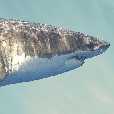 Who is eating all the sharks?