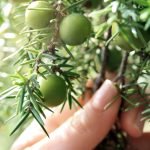 Prof. Antonia Trichopoulou: "The Mediterranean diet"