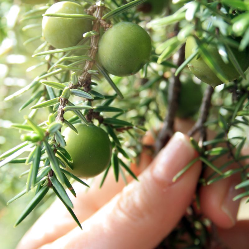 Prof. Antonia Trichopoulou: "The Mediterranean diet"