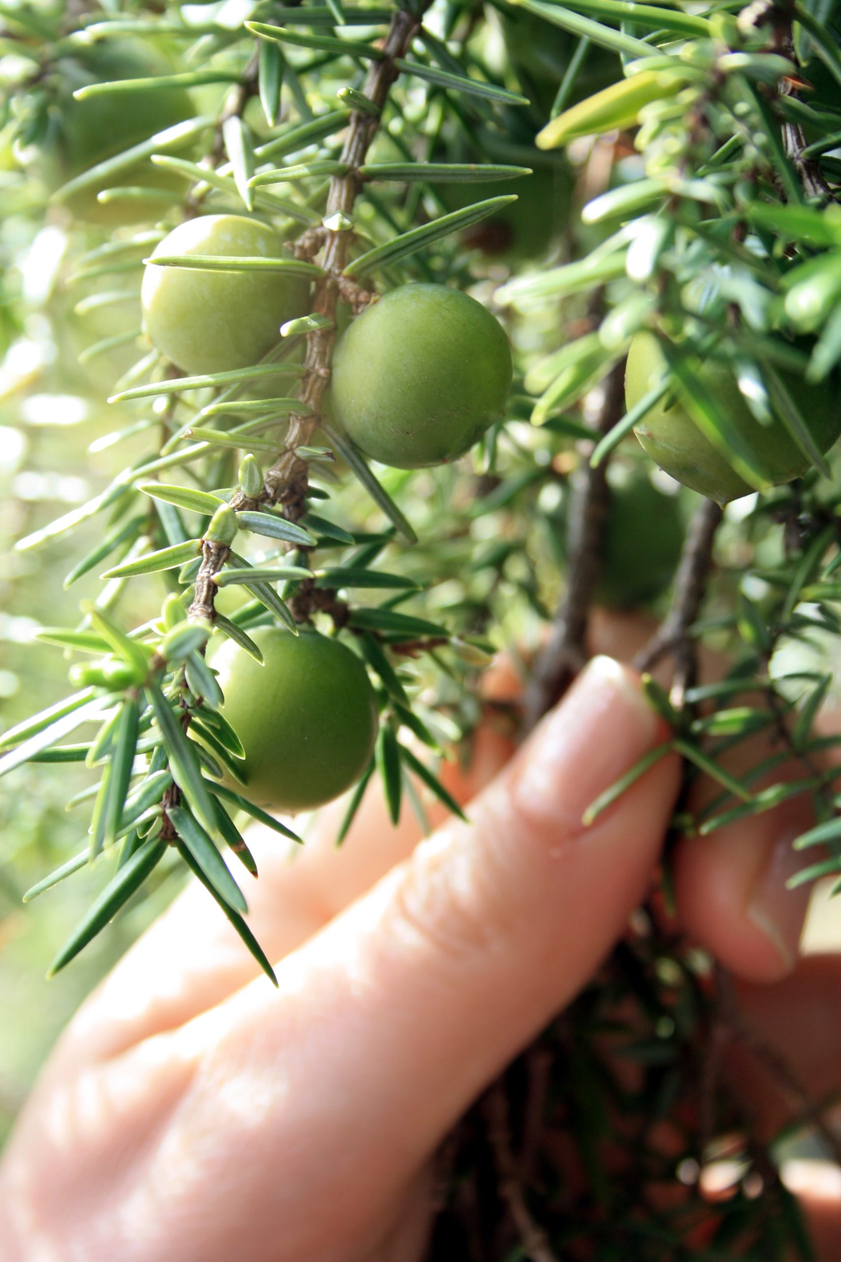 Prof. Antonia Trichopoulou: "The Mediterranean diet"