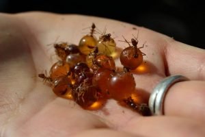 Insetti? Sì, grazie! – Un viaggio didattico in Messico