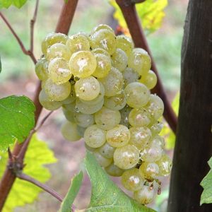 Wine blogging degree zero